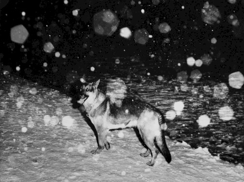 Hund im Schnee, Leipzig 1985