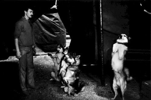 Vier dressierte Hunde, Halle 1982