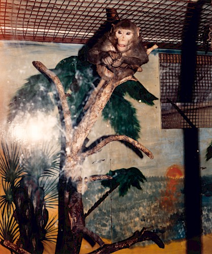 Der Affe, Köthen 1984